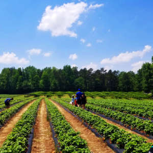 strawberry-picking-fields